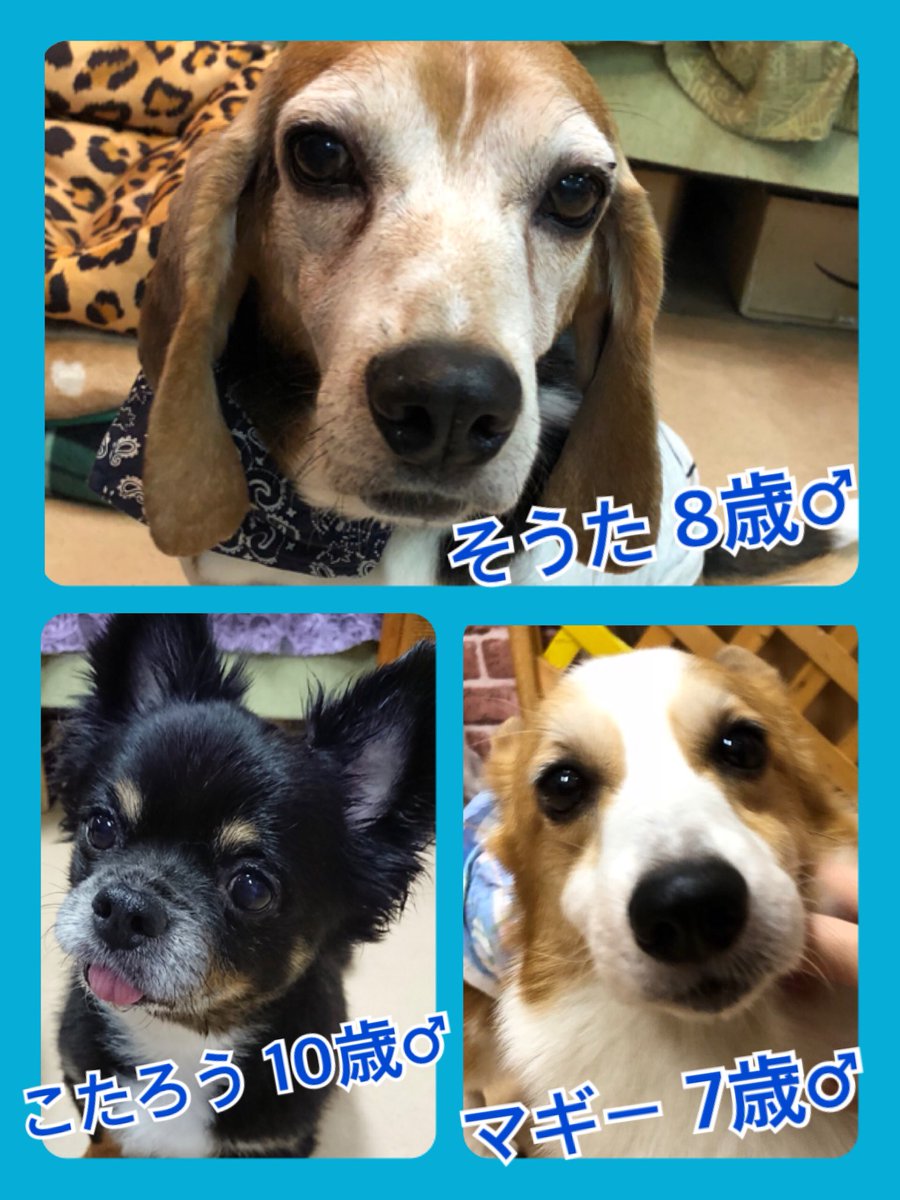 🐾今日の里親様募集中ワンコ🐶メンバーです🐾2018,9,5